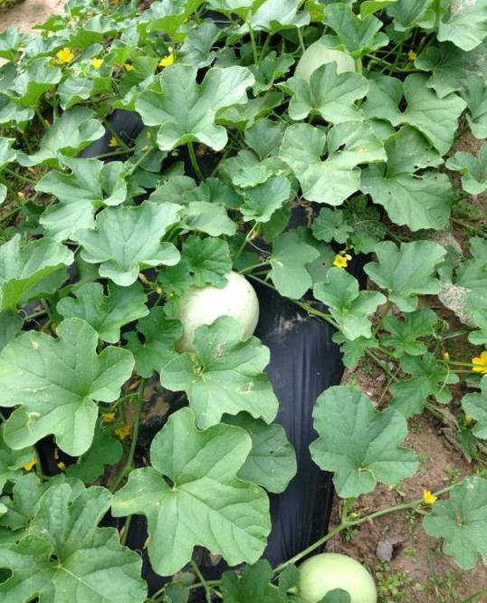Cantalopes at location of Vegetable Field 2