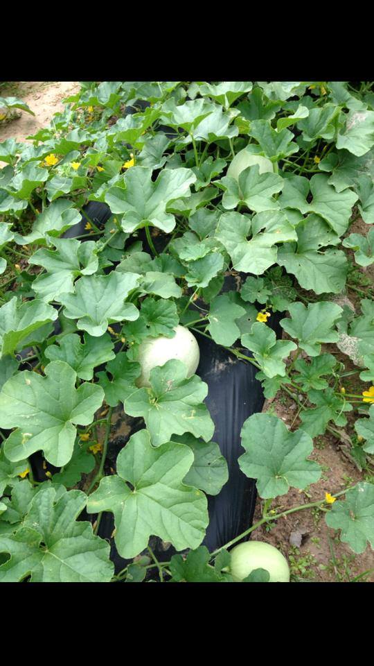 Cantalopes at location of Vegetable Field Day
