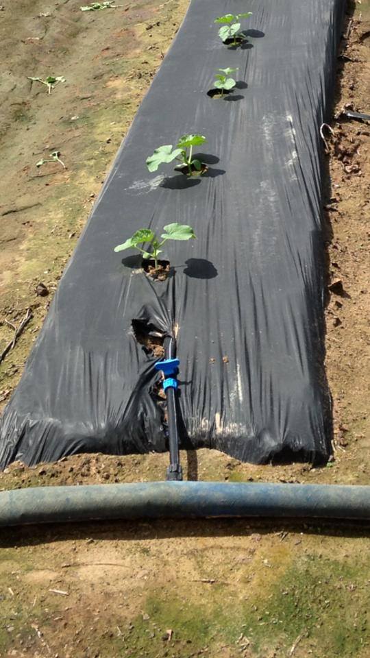 Plastic weed barrier – drip irrigation